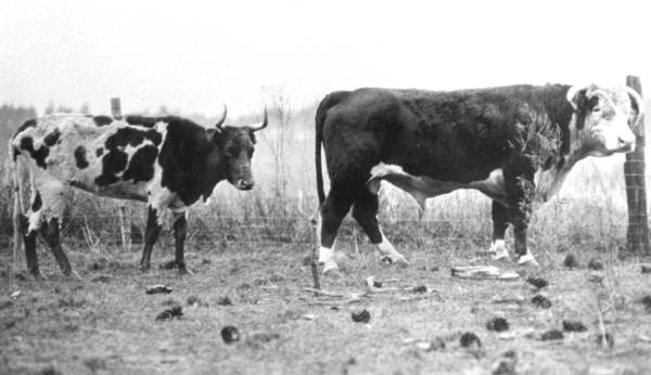 Old black-and-white photograph of two cattle beside a fence
